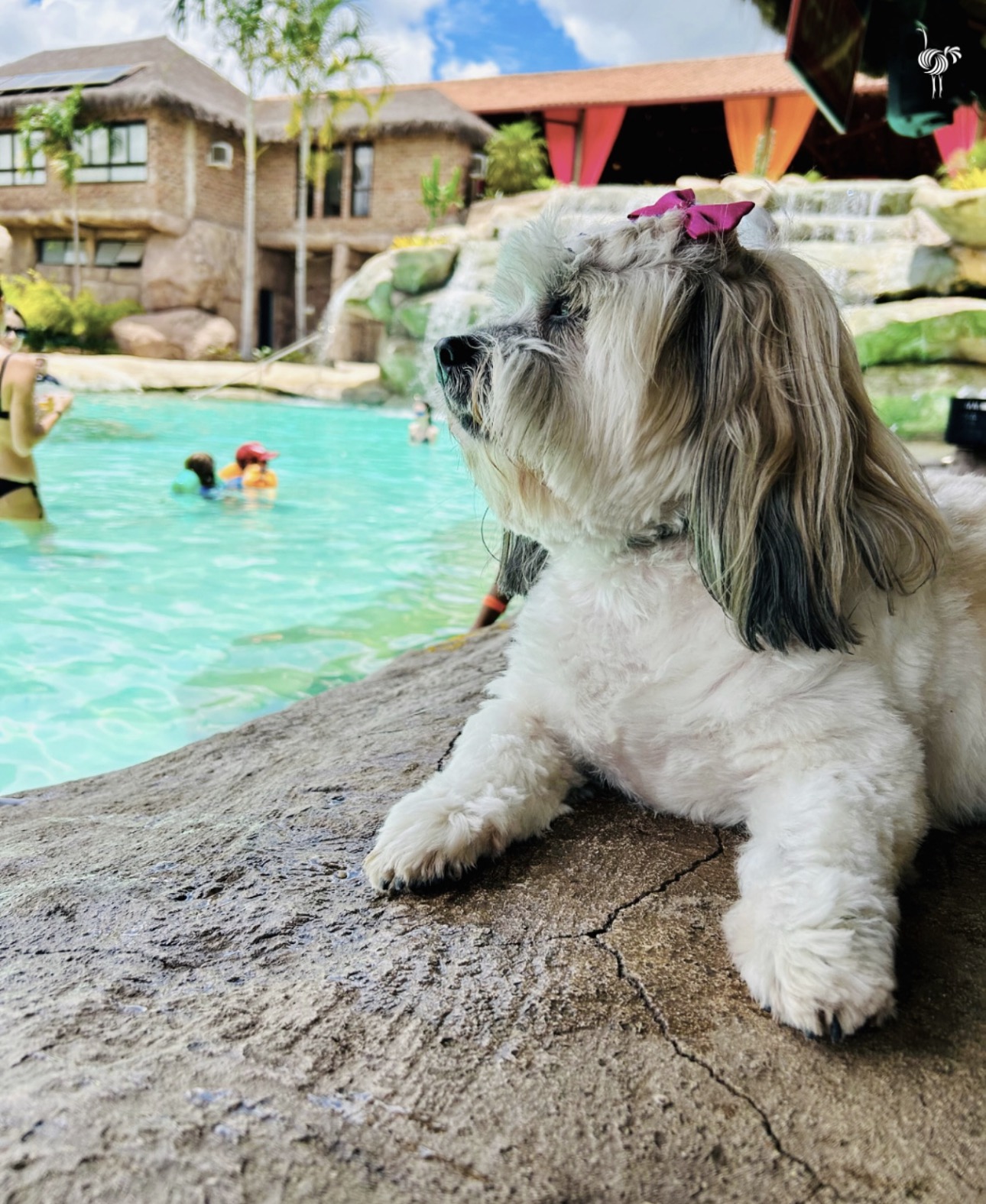 Cachorrinho descansando junto à piscina do resort