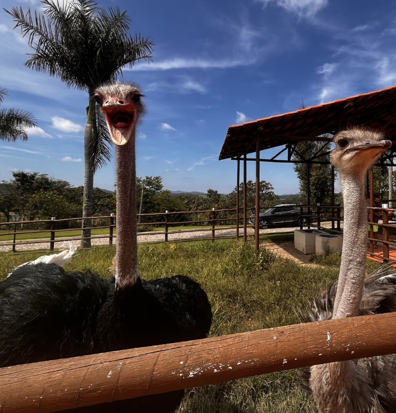 Dois avestruzes no espaço de natureza do resort